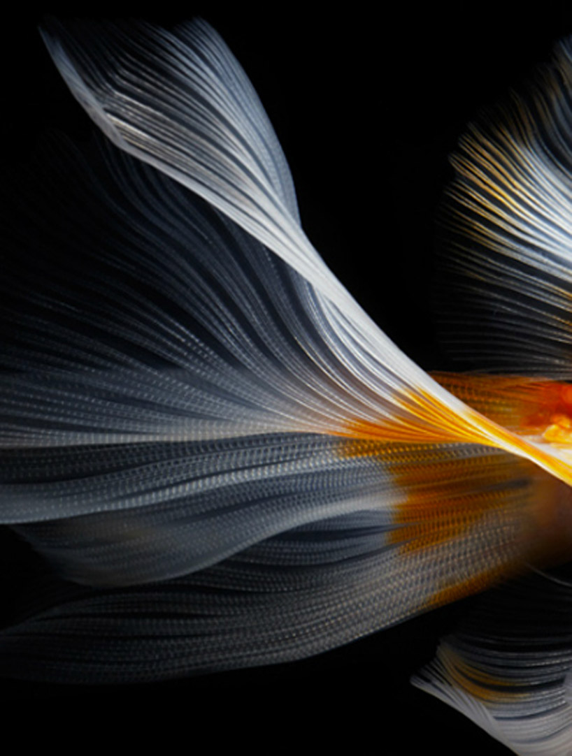 still life fish photography by hiroshi iwasaki 