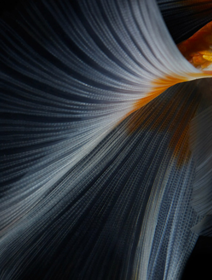 still life fish photography by hiroshi iwasaki 