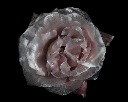 transparent roses glass photographic series by alexander james