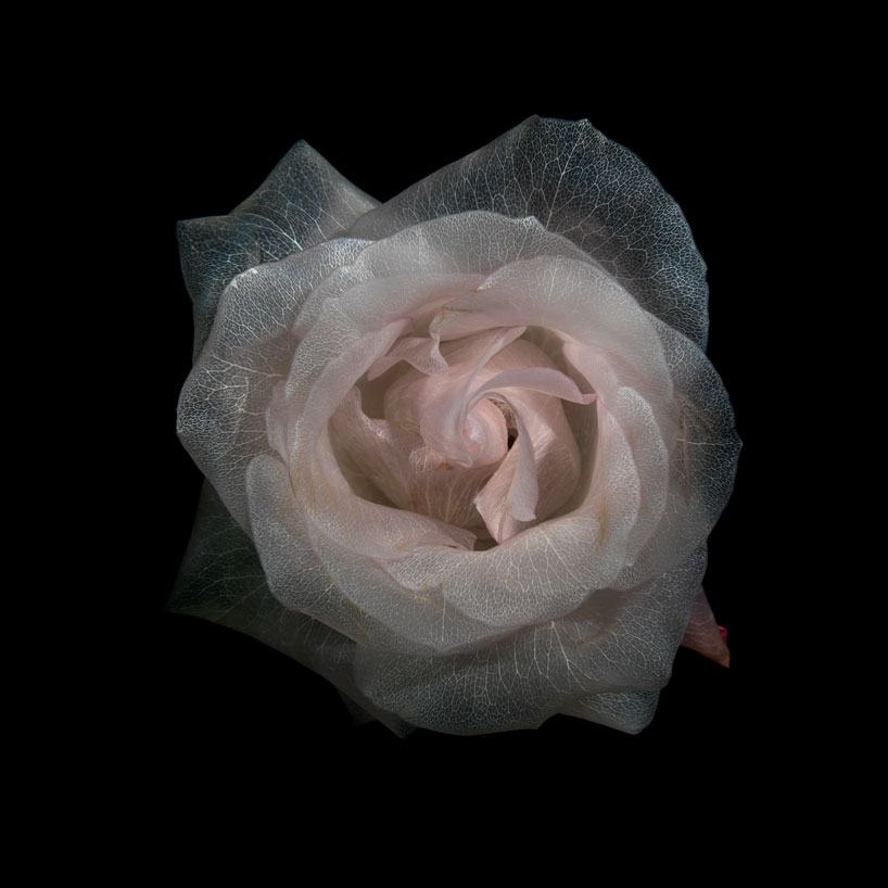 transparent roses glass photographic series by alexander james