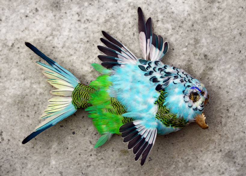 feathered piranha by julien salaud