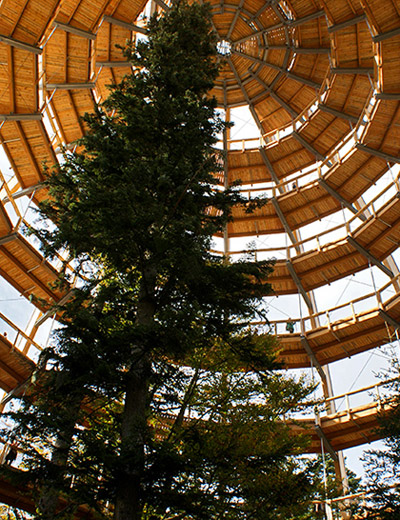 44 metre high tree top walkway in bavarian forest national park