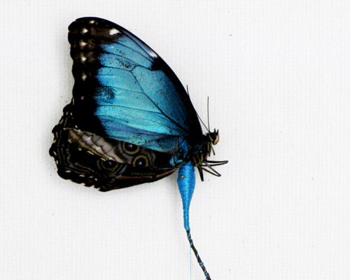 anne ten donkelaar: broken butterflies