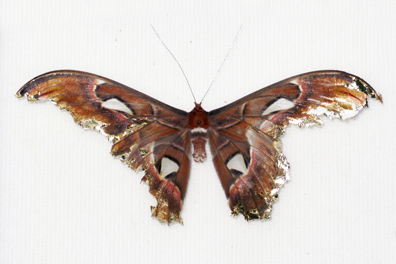 anne ten donkelaar: broken butterflies