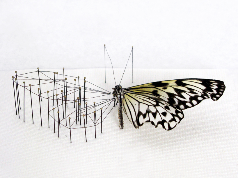 anne ten donkelaar: broken butterflies