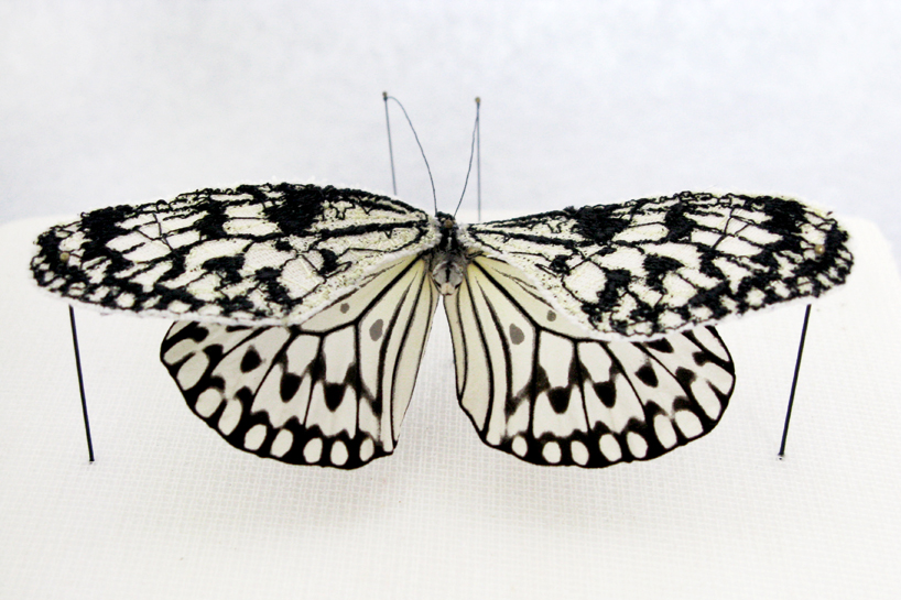 anne ten donkelaar: broken butterflies