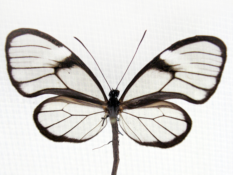 anne ten donkelaar: broken butterflies