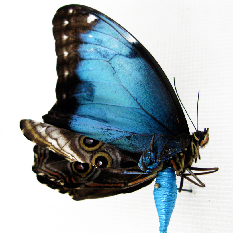 anne ten donkelaar: broken butterflies