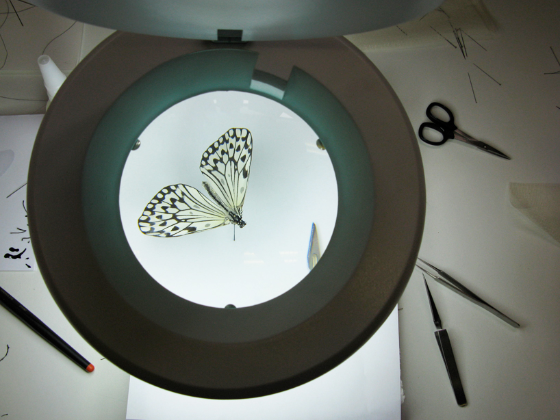 anne ten donkelaar: broken butterflies