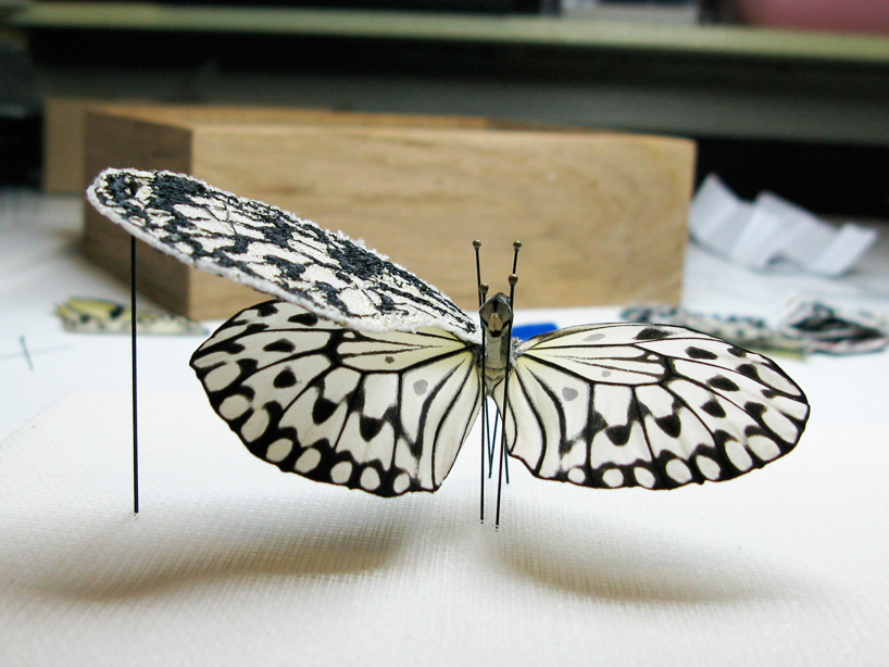 anne ten donkelaar: broken butterflies