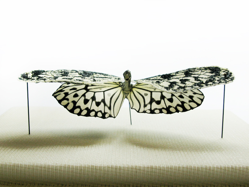 anne ten donkelaar: broken butterflies