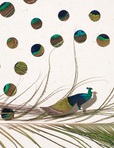 feather dioramas by chris maynard