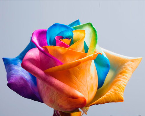 make your own real rainbow roses