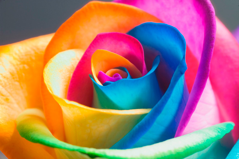 make your own real rainbow roses