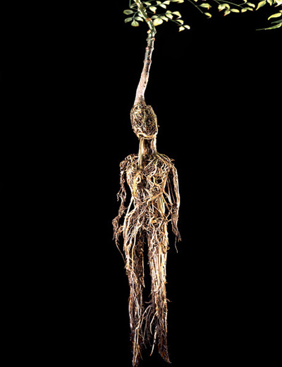 root sculptures by francis baker