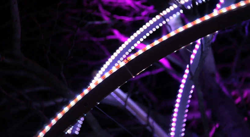 tree rings by ACT lighting design illuminate the champs elysée in paris