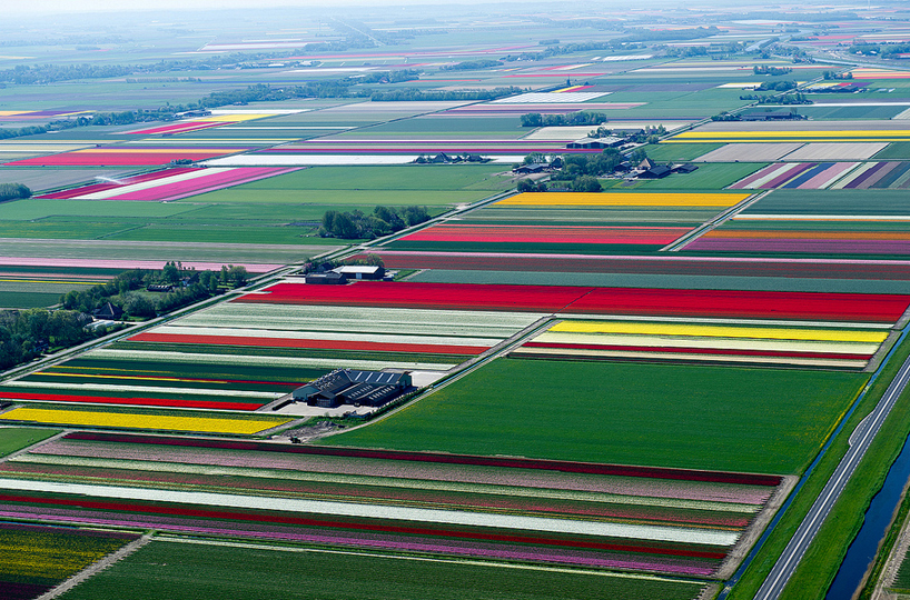 aerial photos of tulip fields in the netherlands
