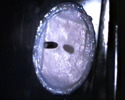 bulletproof skin made from spider silk proteins and human skin cells