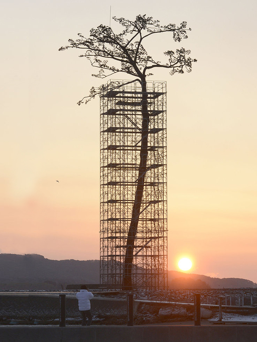 miracle pine   single tree that survived 2011 tsunami turned into monument