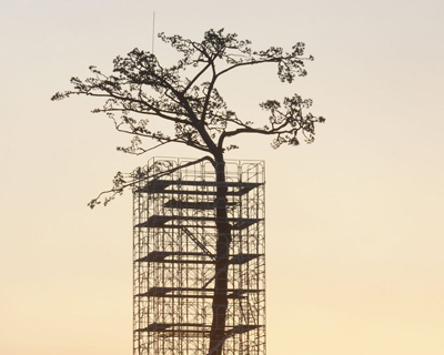 miracle pine single tree that survived 2011 tsunami turned into monument