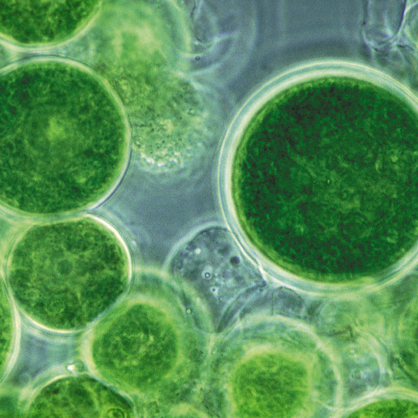 world's first algae powered building by splitterwerk