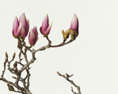 flower portraits by takashi tomo oka