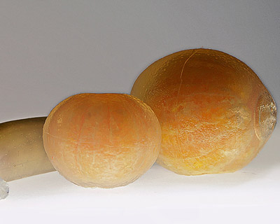 decomposing silicon fruits by michel lamoller 