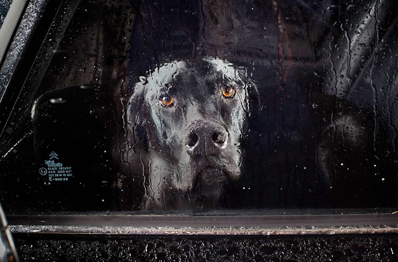 the silence of dogs in cars by martin usborne