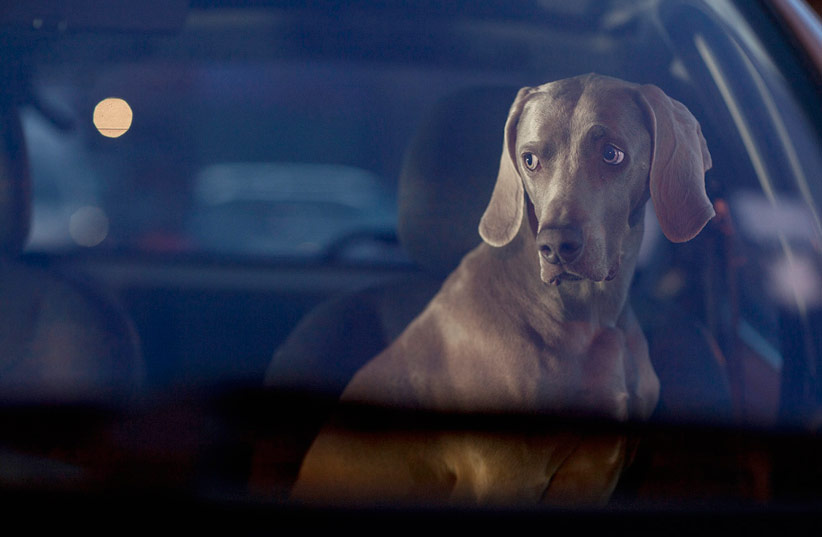 The Silence Of Dogs In Cars By Martin Usborne