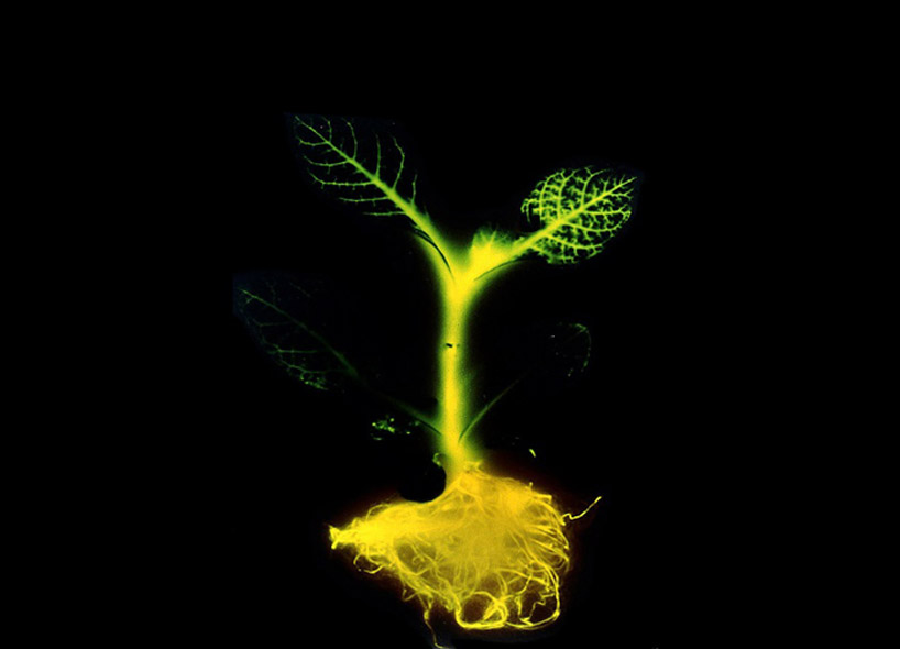 glowing plants: natural lighting without electricity 
