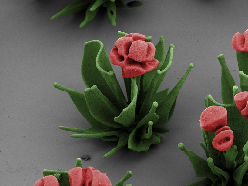 harvard researcher grows microscopic crystal flowers