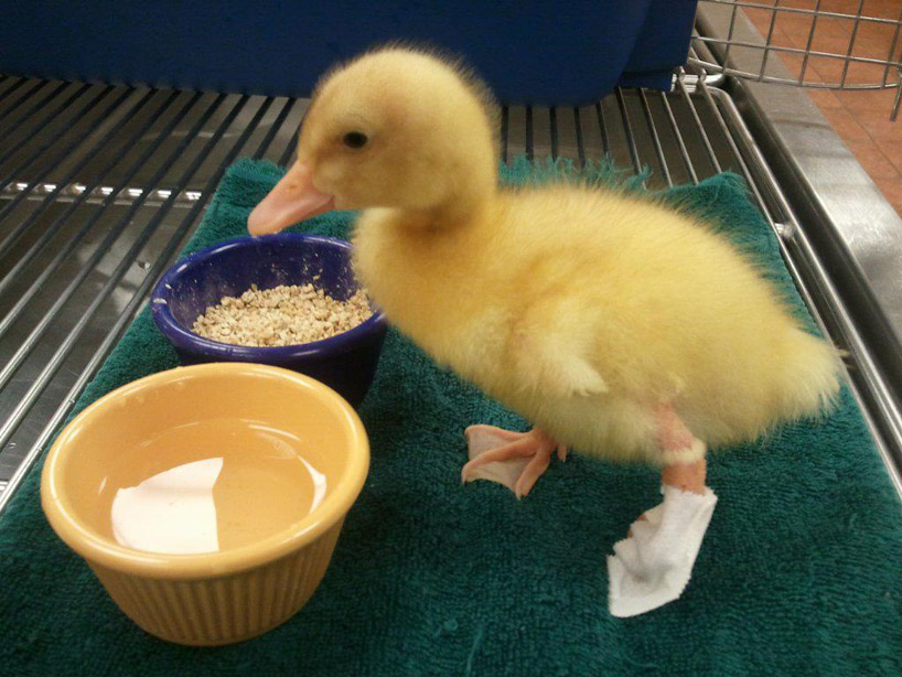 3D printed prosthetic foot saves duck's life