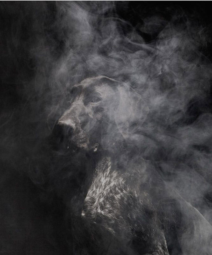 martin usborne: nice to meet you - portraits of abandoned dogs