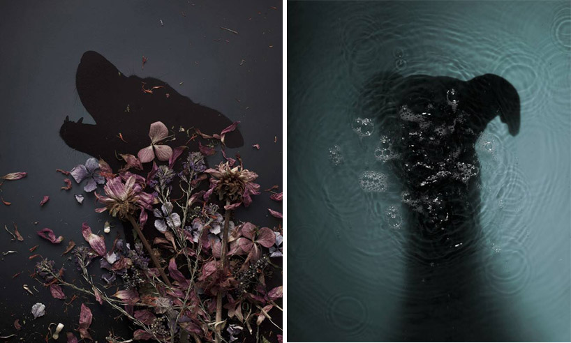 martin usborne: nice to meet you - portraits of abandoned dogs