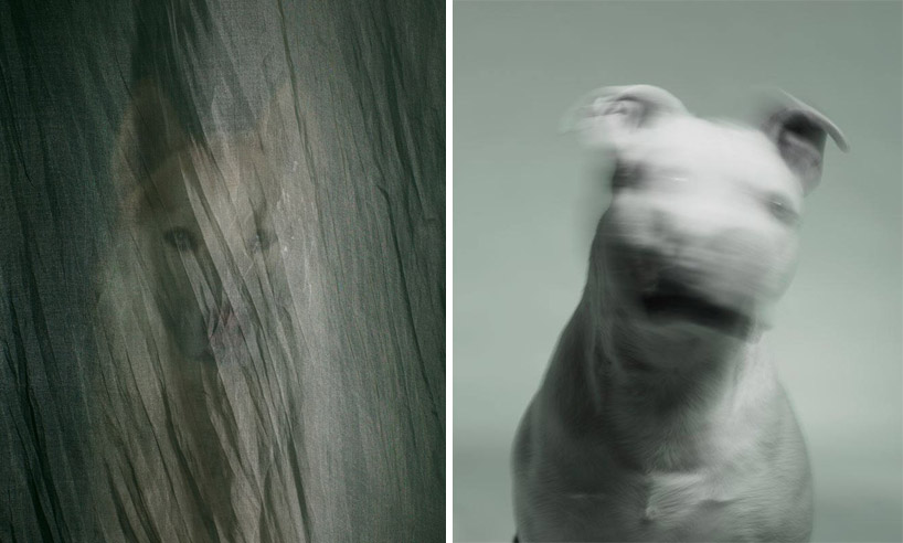 martin usborne: nice to meet you - portraits of abandoned dogs