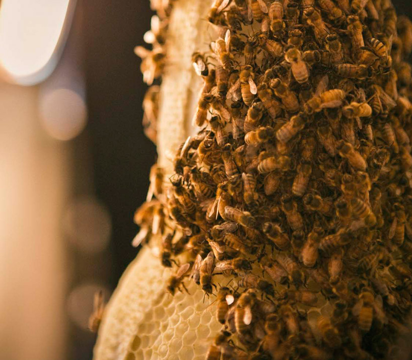 3B printing honeycomb project for dewar's whisky