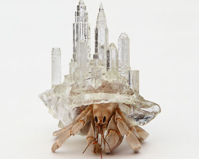 architecturally influenced hermit crab habitats by aki inomata