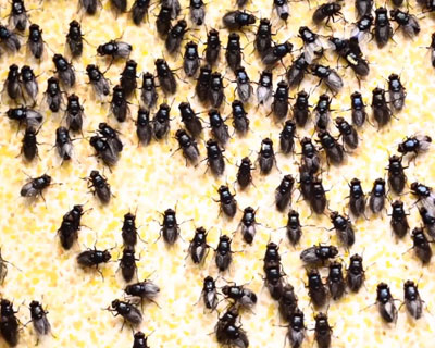 abstract paintings made from digesting flies by john knuth 