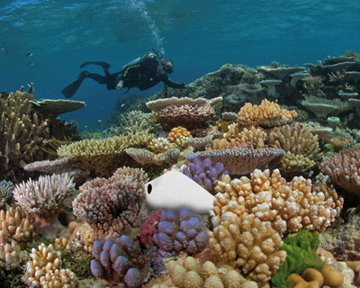 studio thesia progetti: biological shell urn