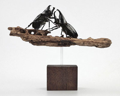 exotic beetles on a branch by kebel li 