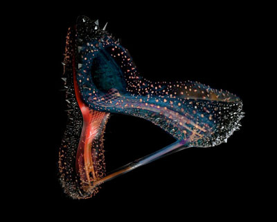 luxury artisan products exposed by 3D medical imaging scans