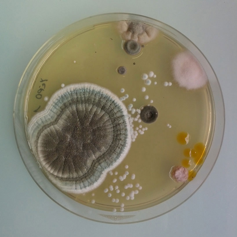 magical contamination: mould as art by antoine bridier-nahmias  