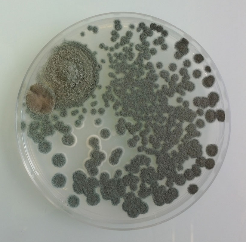 magical contamination: mould as art by antoine bridier-nahmias  