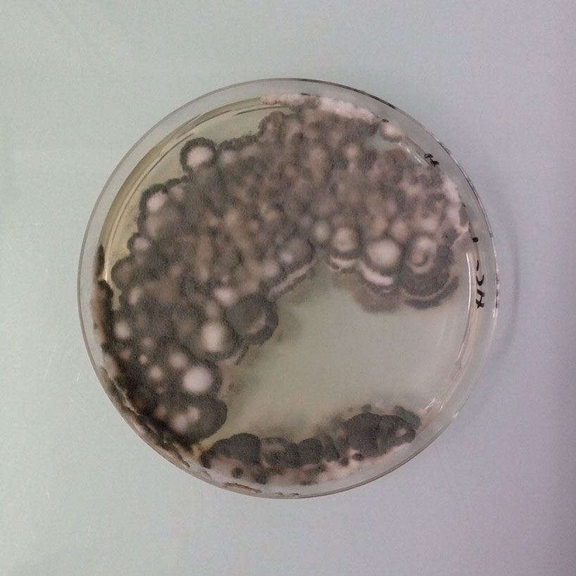 magical contamination: mould as art by antoine bridier-nahmias  
