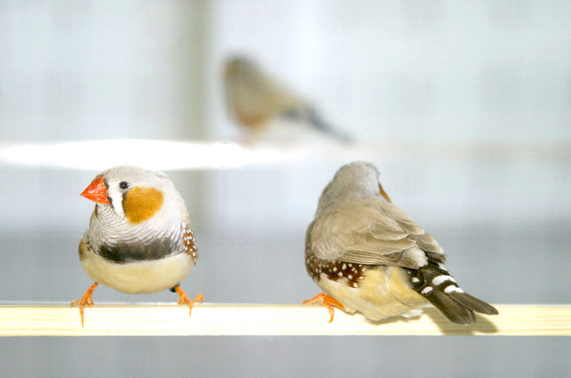 poo printer generates typography with bird waste