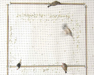 poo printer generates typography with bird waste