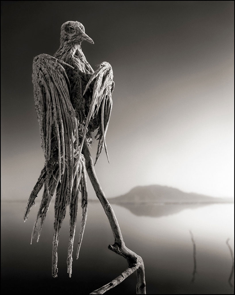 lethal lake natron calcifies animals into stone-like corpses