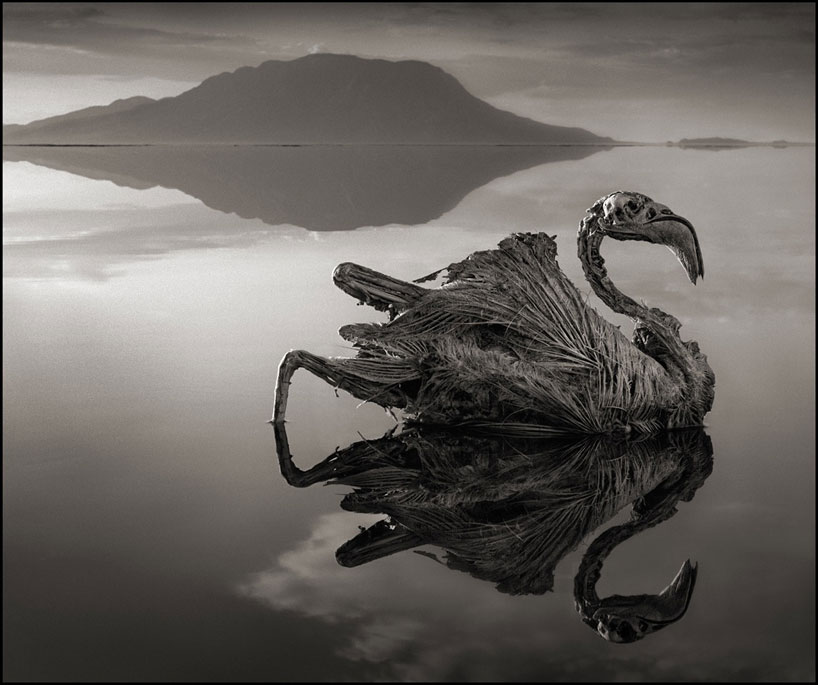 lethal lake natron calcifies animals into stone-like corpses