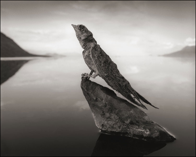 lethal lake natron calcifies animals into stone-like corpses