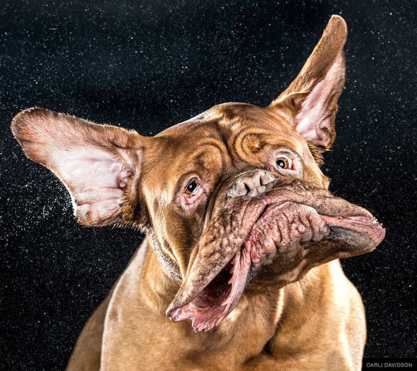 jowls flap and fur flies for shake dog photos by carli davidson